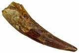 Fossil Pterosaur (Siroccopteryx) Tooth - Morocco #274248-1